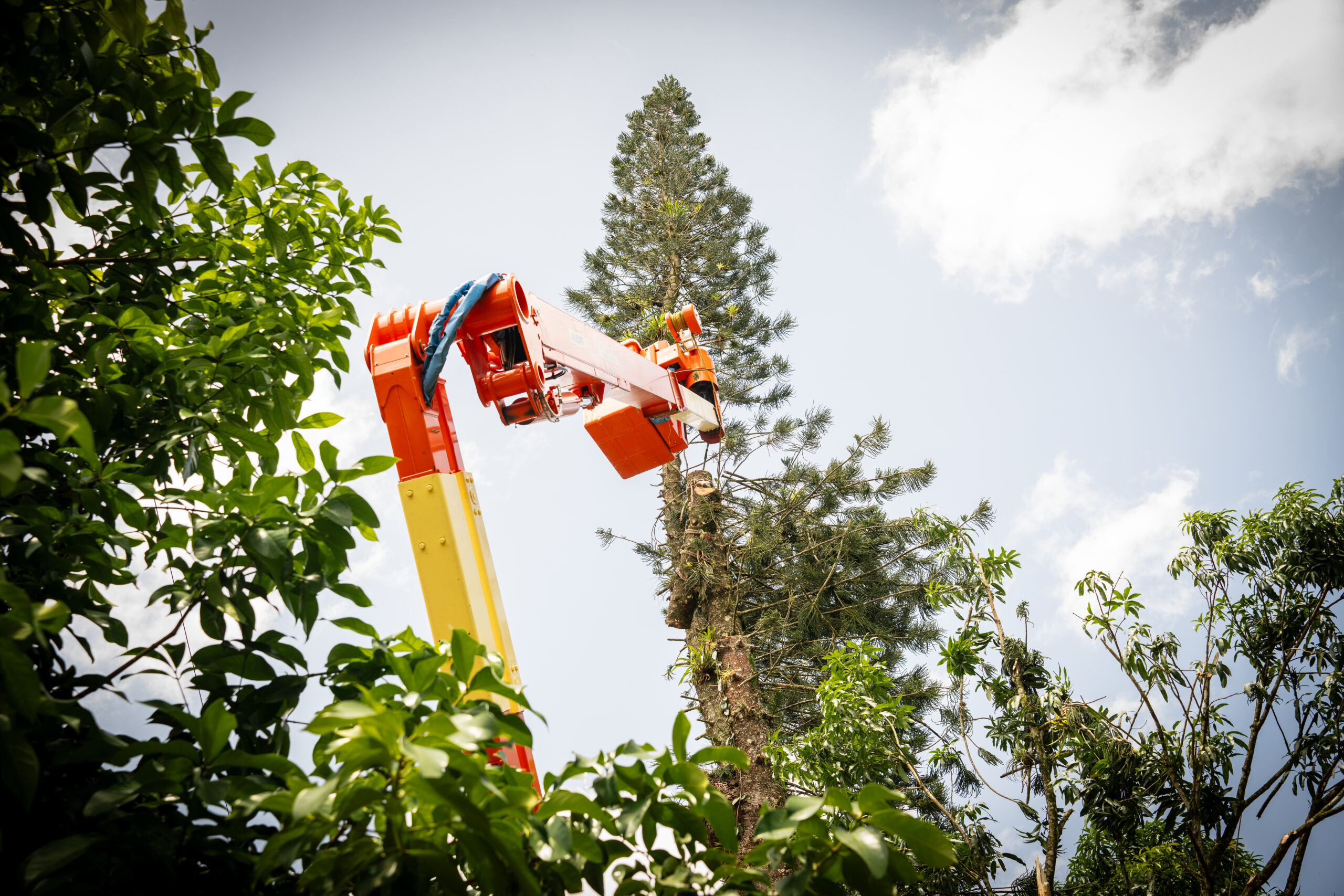 JPS vegetation crews clearing trees near power lines